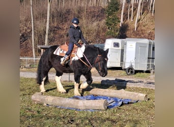 Noriker, Hongre, 8 Ans, 157 cm, Pinto