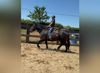 Noriker, Hongre, 8 Ans, 165 cm, Noir