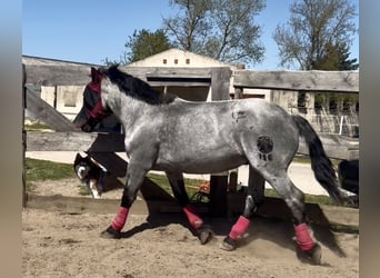 Noriker, Hongre, 8 Ans, 168 cm, Rouan bleu