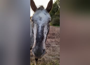 Noriker, Hongre, 8 Ans, 175 cm, Léopard