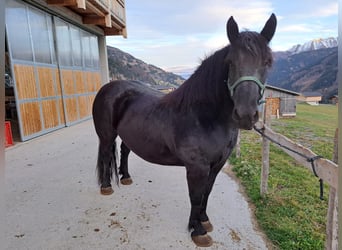 Noriker, Jument, 10 Ans