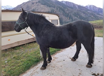 Noriker, Jument, 10 Ans