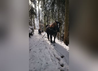 Noriker, Jument, 12 Ans, 159 cm, Noir