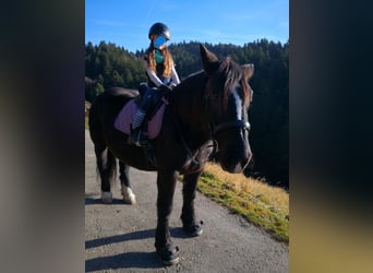 Noriker, Jument, 12 Ans, 159 cm, Noir