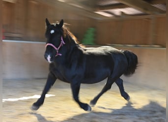 Noriker, Jument, 13 Ans, 156 cm