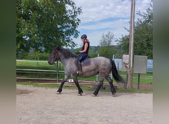 Noriker, Jument, 13 Ans, 160 cm, Rouan bleu