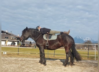Noriker, Jument, 15 Ans, 163 cm, Noir