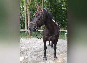 Noriker Croisé, Jument, 16 Ans, 162 cm, Noir