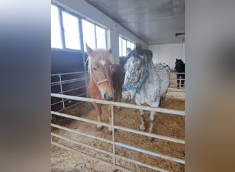 Noriker, Jument, 16 Ans, Léopard