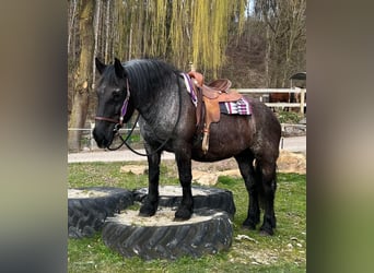 Noriker, Jument, 17 Ans, 157 cm, Rouan Bleu