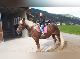Noriker, Jument, 18 Ans