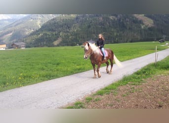 Noriker, Jument, 18 Ans