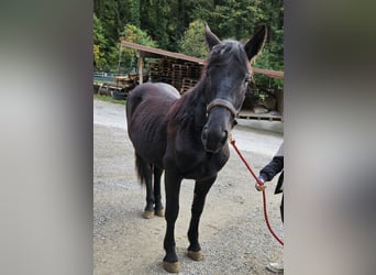 Noriker, Jument, 1 Année