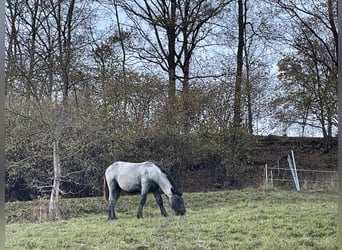 Noriker, Jument, 1 Année, Rouan bleu