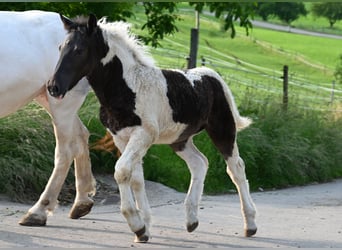 Noriker, Jument, 1 Année, Tobiano-toutes couleurs