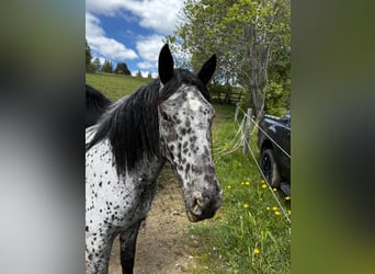 Noriker, Jument, 2 Ans, 155 cm, Léopard