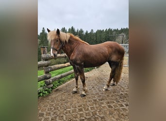 Noriker, Jument, 2 Ans, 160 cm, Alezan brûlé