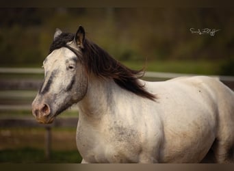 Noriker, Jument, 2 Ans, 160 cm, Léopard