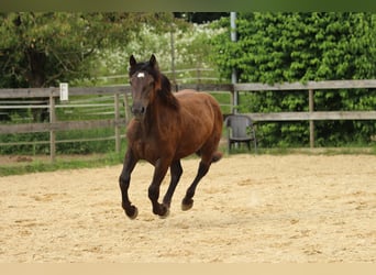 Noriker, Jument, 2 Ans, 163 cm, Noir