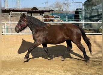 Noriker, Jument, 2 Ans, 163 cm, Noir