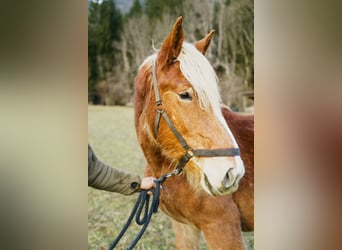 Noriker, Jument, 2 Ans, Alezan