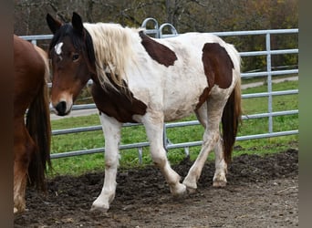 Noriker, Jument, 2 Ans