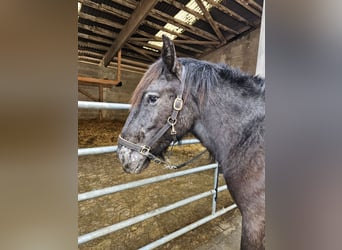 Noriker, Jument, 2 Ans