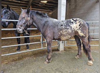 Noriker, Jument, 2 Ans