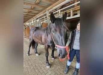 Noriker, Jument, 2 Ans, Noir