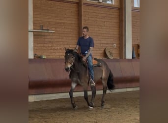 Noriker, Jument, 3 Ans, 147 cm, Bai