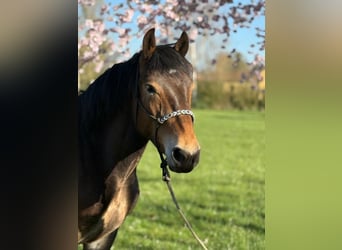 Noriker, Jument, 3 Ans, 147 cm, Bai