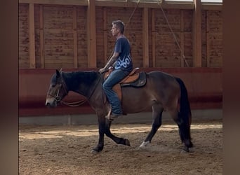 Noriker, Jument, 3 Ans, 147 cm, Bai