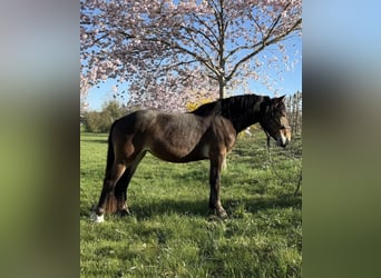 Noriker, Jument, 3 Ans, 147 cm, Bai