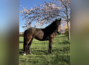 Noriker, Jument, 3 Ans, 147 cm, Bai