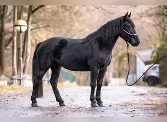 Noriker, Jument, 3 Ans, 154 cm