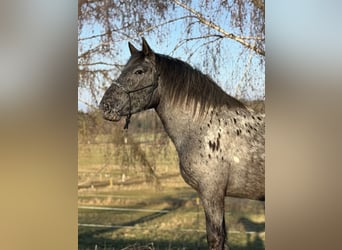 Noriker, Jument, 3 Ans, 157 cm, Léopard