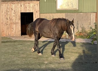 Noriker, Jument, 3 Ans, 158 cm, Bai brun foncé