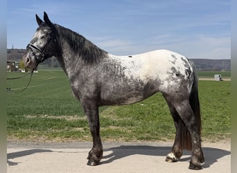 Noriker, Jument, 3 Ans, 160 cm, Léopard