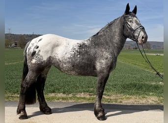 Noriker, Jument, 3 Ans, 160 cm, Léopard