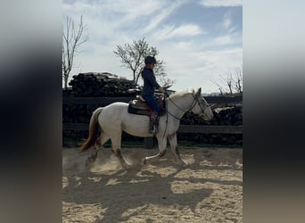 Noriker, Jument, 3 Ans, 160 cm, Léopard