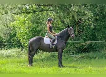 Noriker, Jument, 3 Ans, 163 cm, Noir