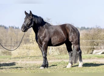 Noriker, Jument, 3 Ans, 163 cm, Noir