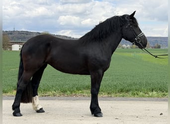 Noriker, Jument, 3 Ans, 164 cm, Noir