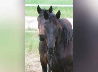 Noriker, Jument, 3 Ans, 167 cm, Noir