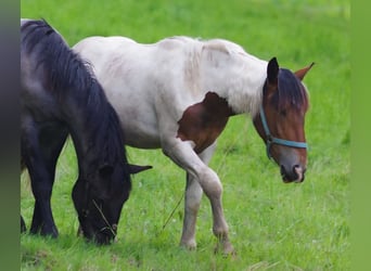 Noriker, Jument, 3 Ans