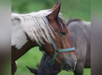 Noriker, Jument, 3 Ans
