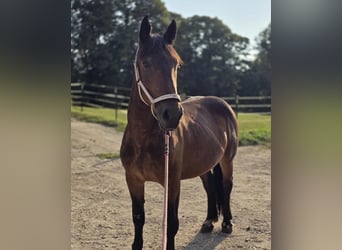 Noriker, Jument, 3 Ans, Bai