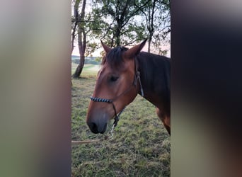 Noriker, Jument, 3 Ans, Bai
