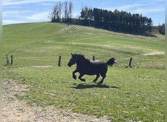 Noriker, Jument, 3 Ans, Bai