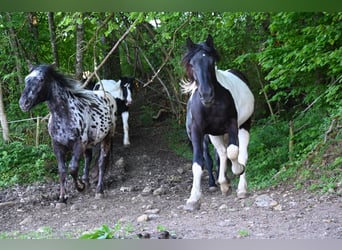 Noriker, Jument, 3 Ans